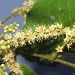 indian laurel flower