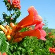 orange trumpet flower