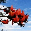 palash flower