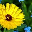 yellow marigold flower