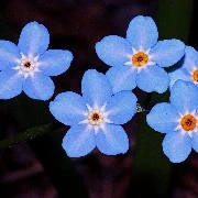 Forget-Me-Not FLOWER