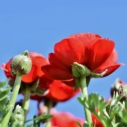 Ranunculus FLOWER